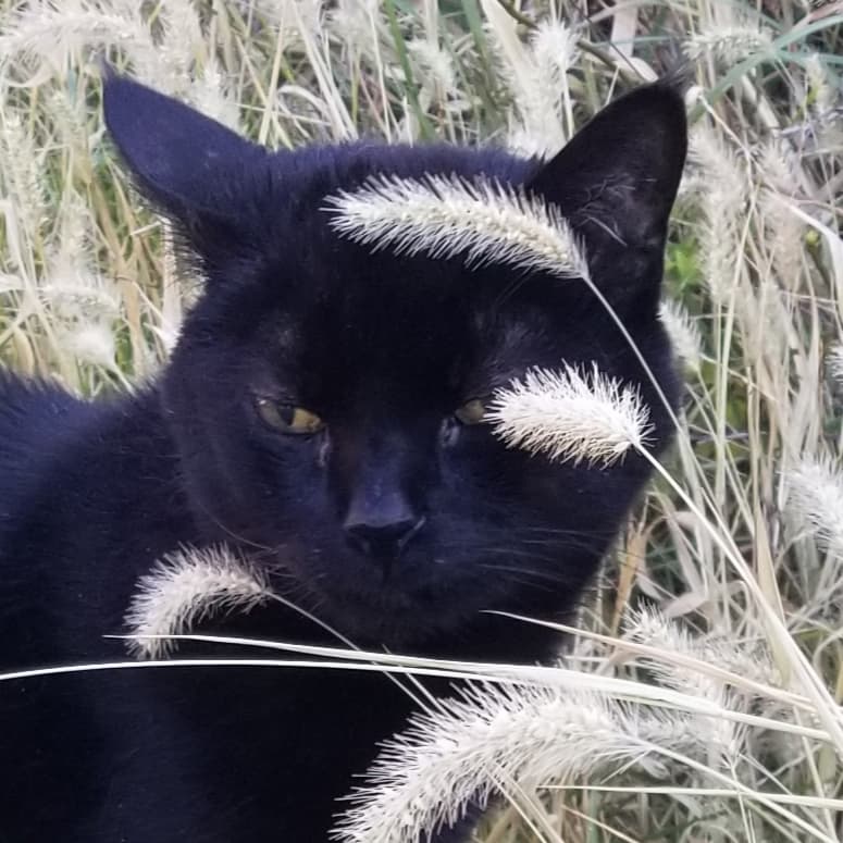 Photo of Jinx