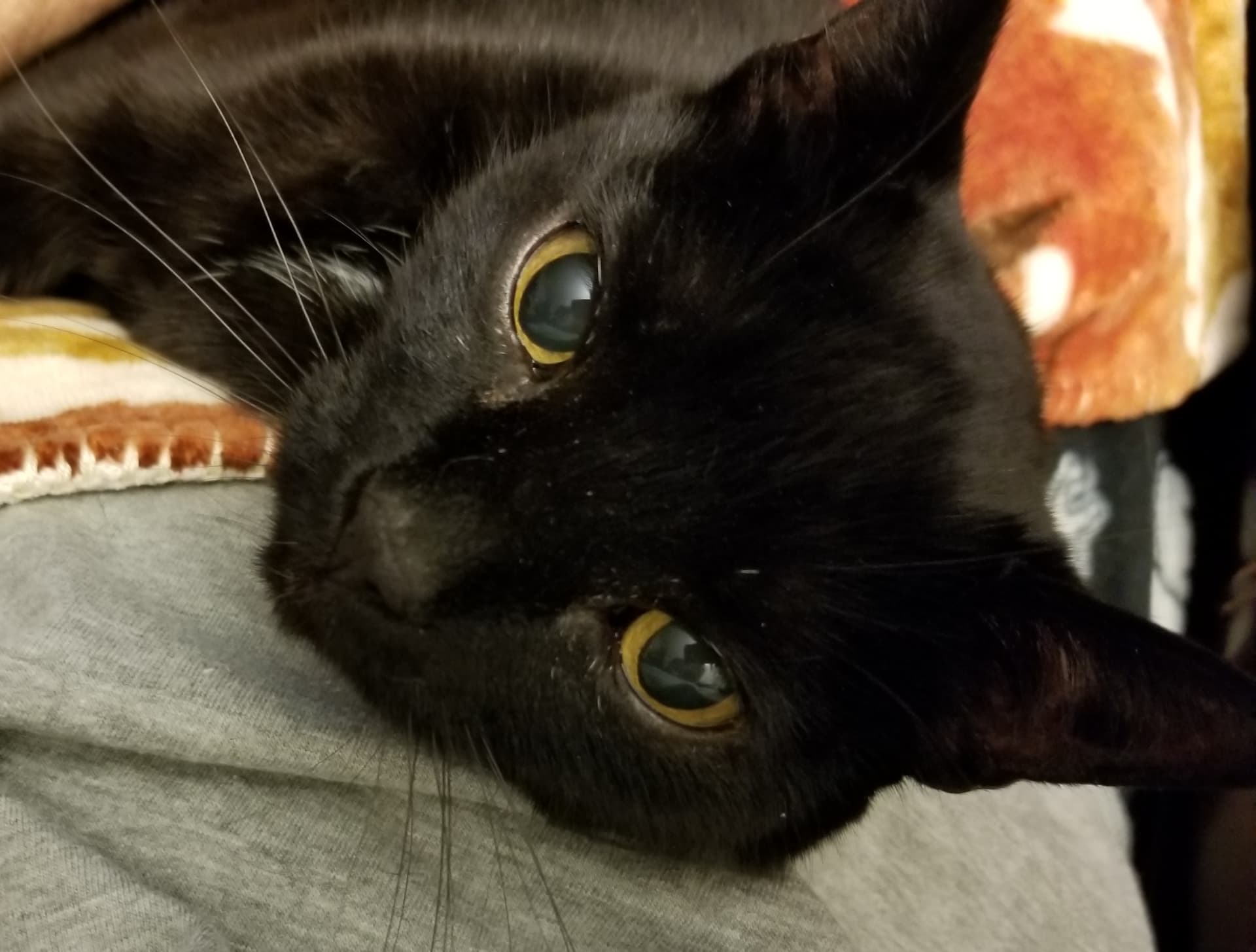 Photo of Padme