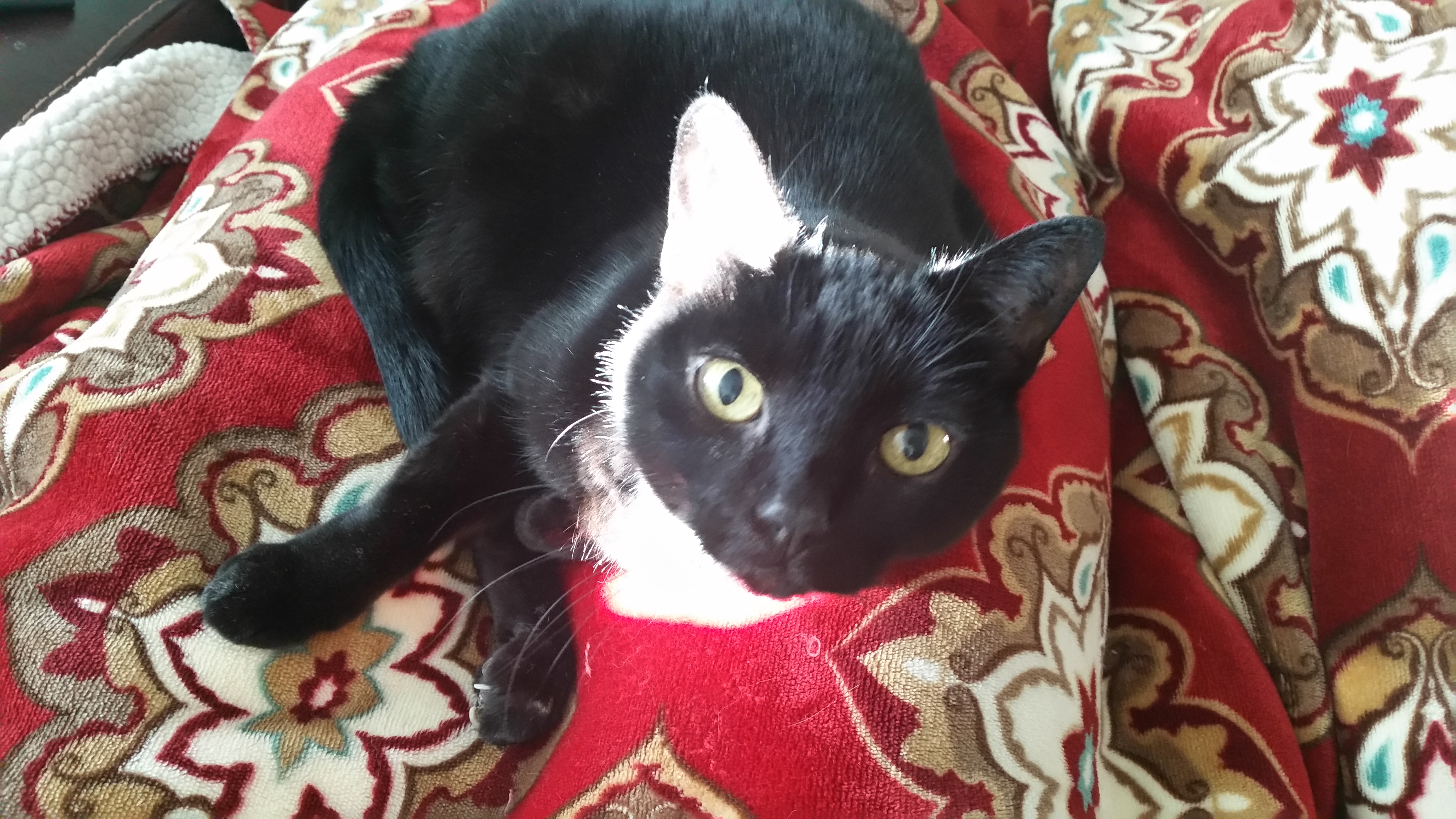 Photo of Padme